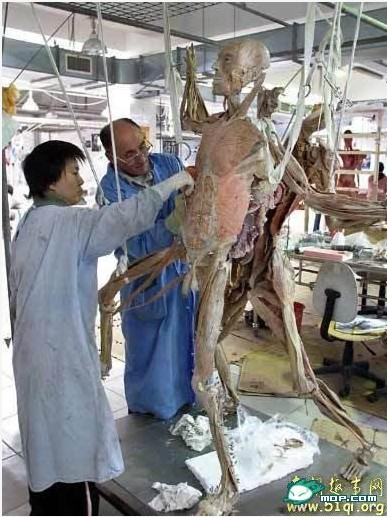 尸体博物馆 真人尸体加工现场 胆小勿入！